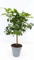 Zitrus Zitronenbaum 100 - 