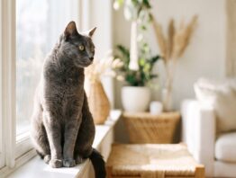 Graue Kurzhaarkatze sitzt auf der Fensterbank - Katzenversicherung im Vergleich