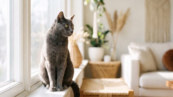 kv katze portrait Graue Kurzhaarkatze sitzt auf der Fensterbank - Katzenversicherung im Vergleich