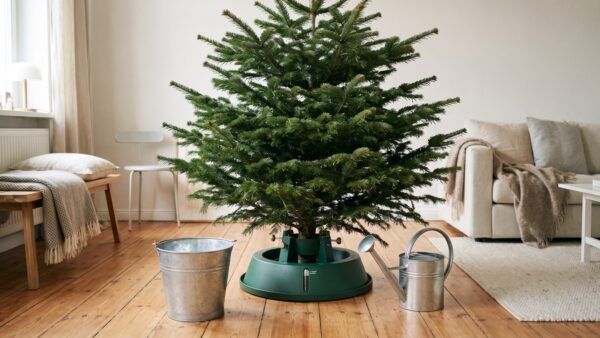 weihnachtsbaum aufstellen Weihnachtsbaum im ChristbaumstÀnder mit Wasserstandsanzeige im Wohnzimmer aufstellen
