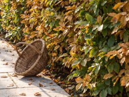 heckenschnitt herbst bild 1 Hainbuchenhecke mit grünen und goldbraunen Blättern neben einem Gartenweg mit leerem Korb