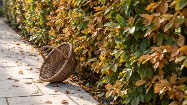 heckenschnitt herbst bild 1 Hainbuchenhecke mit grünen und goldbraunen Blättern neben einem Gartenweg mit leerem Korb