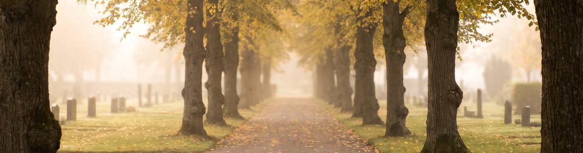 Herbstlicher Friedhofsweg mit Linden und Laub im Morgenlicht
