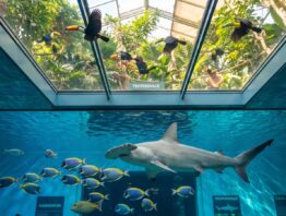 Zoo-Aquarium mit Hammerhai und Fischschwarm unter einer Voliere mit fliegenden Tukanen
