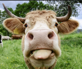 Kommentarbild von Gast