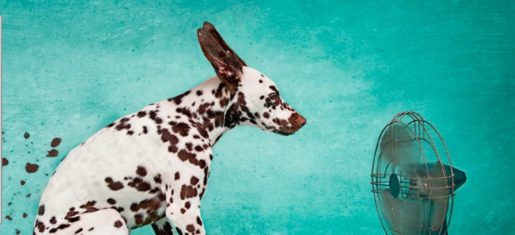 Kommentarbild von diki