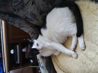 Kommentarbild von Cappi