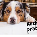 Headerbilder Probenbestellung ki info