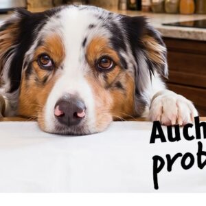 Headerbilder Probenbestellung ki info