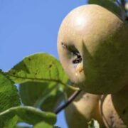 Duisburg (lokal) verschenkt Obstbäume