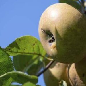 Obstbaum