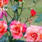 Rosen