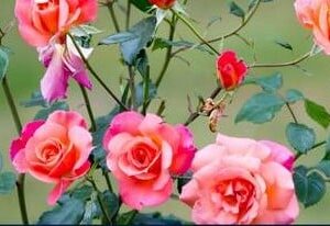 Rosen