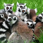 Freier Eintritt für Kinder bis 12 Jahren im Serengeti Park